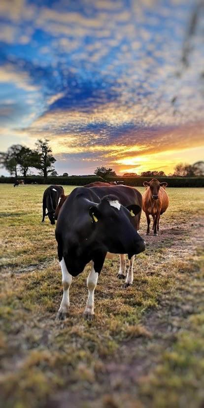New Farm Cheshire Holidays Winsford  Esterno foto